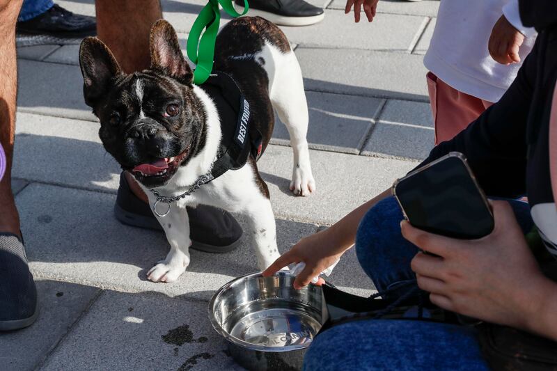 A dog gets a bowl of water.