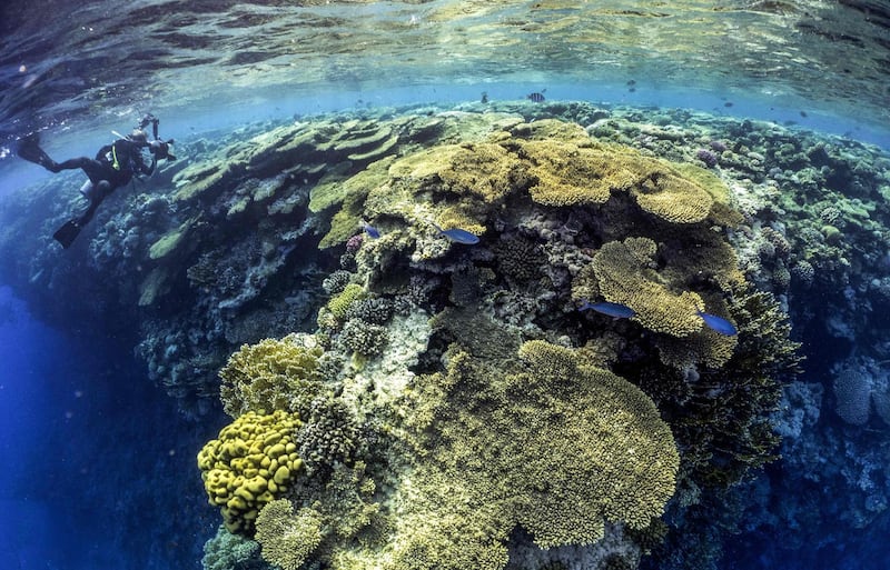 A diver photographs a large table coral in the Egyptian Red Sea marine reserve of Ras Mohammed, which was included in the study. AFP