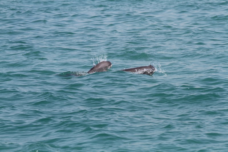 a rare shot of an Indo-Pacific finless porpoise mother and calf