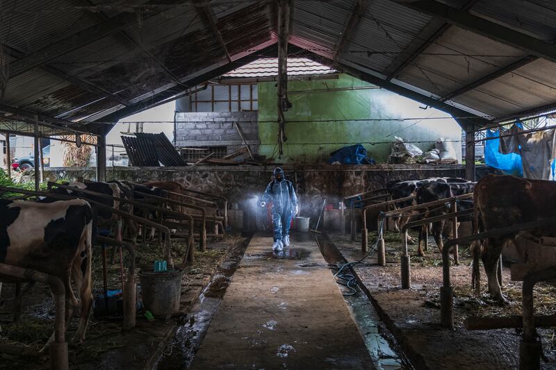 An officer sprays disinfectant on a cattle farm in Yogyakarta, Indonesia, that was infected with highly-contagious foot-and-mouth disease. Getty
