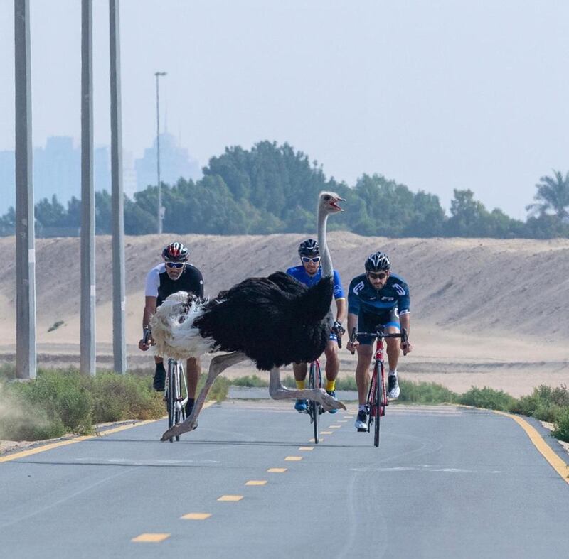An ostrich dashes across the Al Qudra cycling track in Dubai. Courtesy: Sheikh Hamdan's Instagram 