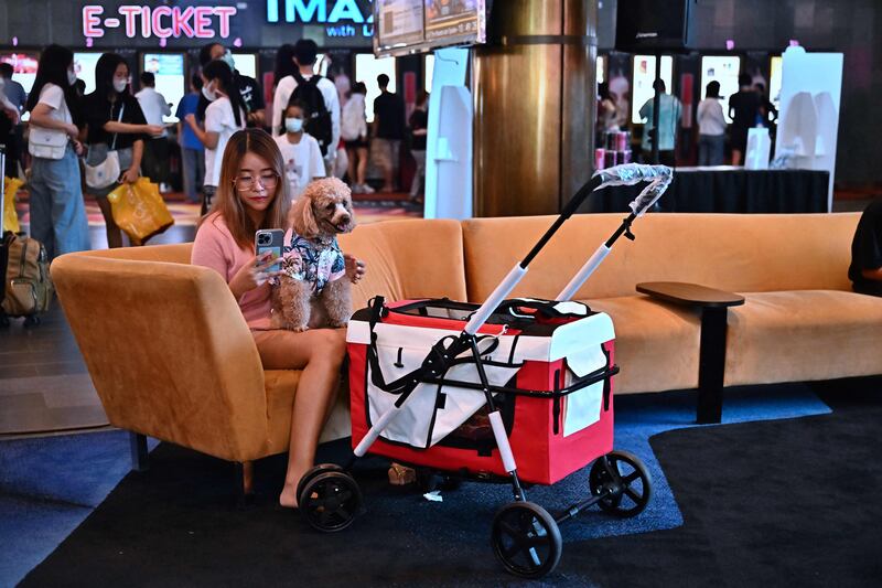 A dog owner waits to see a movie on the opening day of the pet-friendly i-Tail Pet Cinema opening at Major Cineplex. AFP
