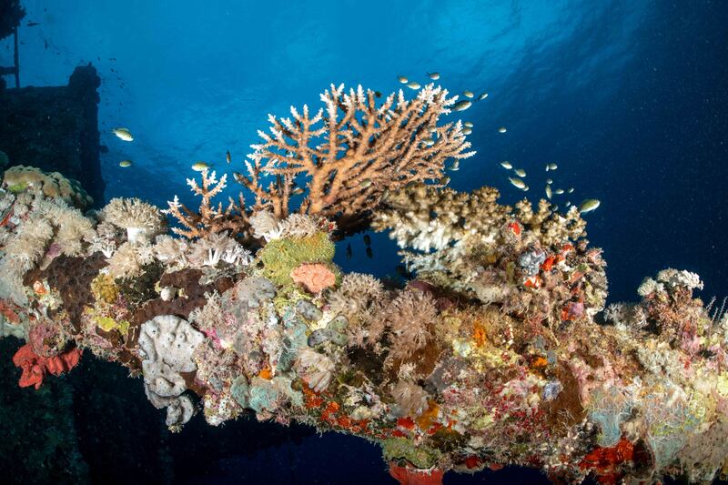 A new book by Peter Vine considers how to save coral reefs from the effects of climate change. Photo: Peter Vine