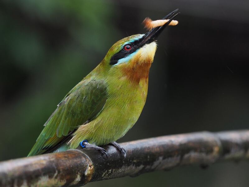 A blue-tailed bee-eater (Merops Philipinus) swallows a worm at Taipei Zoo in Taipei, Taiwan.  EPA