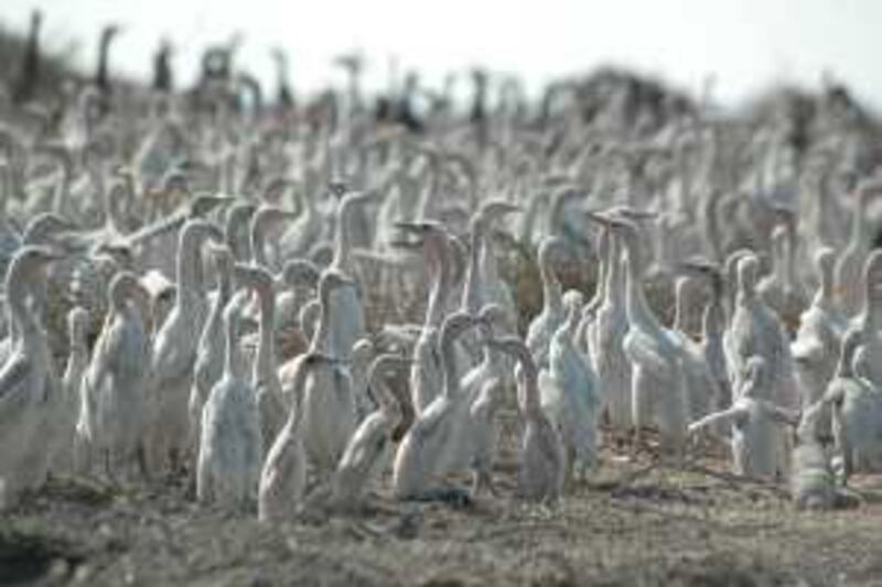 Populations of the rare Socotra Cormorant are declining 

Courtesy Shahid Bashir, Environment Agency - Abu Dhabi