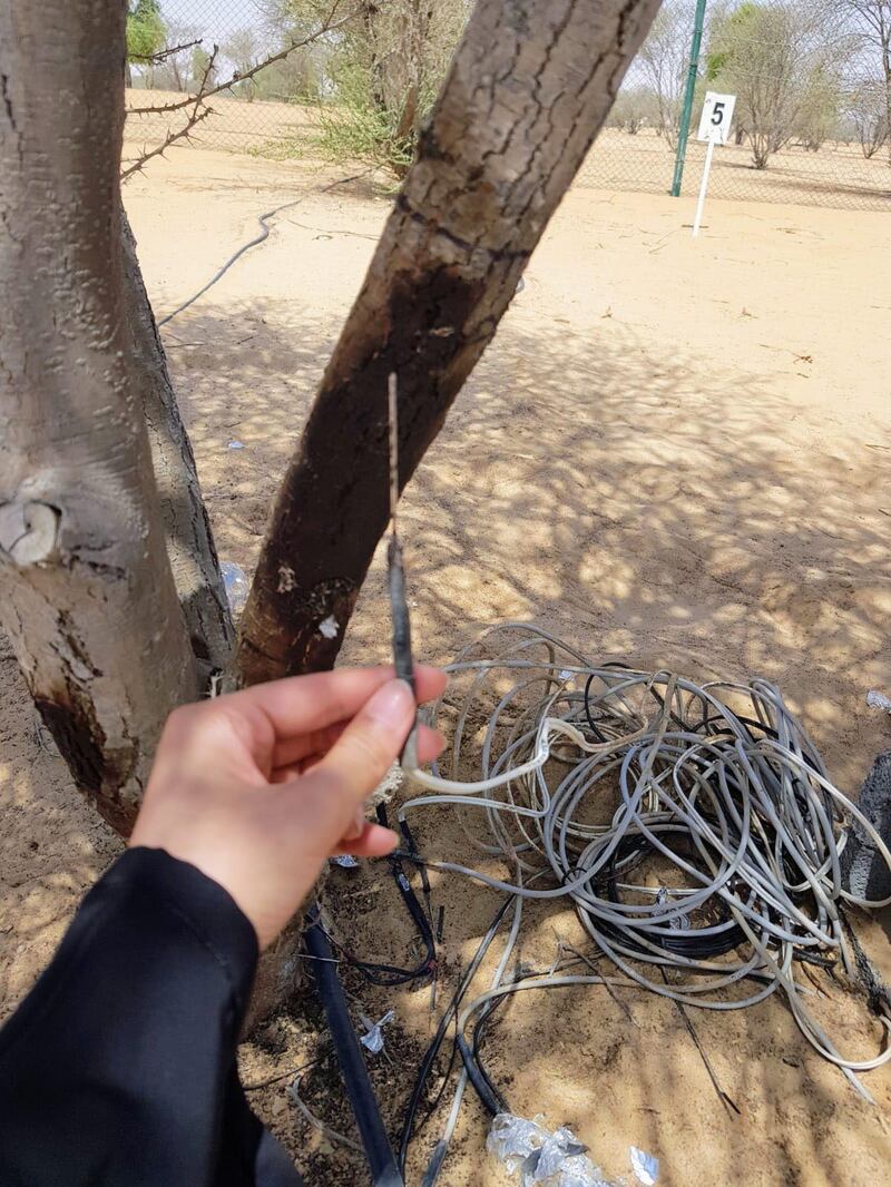 The needle-like probe used to measure the temperatures in trees. 