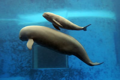 WUHAN, CHINA - JUNE 3: (CHINA OUT) A newly born Yangtze finless porpoise (top) swims with his mother at the Hydrobiology Institute of the Chinese Academy of Sciences on June 3, 2007 in Wuhan of Hubei Province, China. A male Yangtze finless porpoise, a cousin of the baiji dolphin and the sixth in the hydrobiology institute, was born on June 2 with 2.3 feet long and 11 pounds weight. Yangtze finless porpoise is the only porpoise in the world that lives in freshwater and the small dark grey mammal classified as endangered by the IUCN which meaning it is facing a very high risk of extinction in the wild. (Photo by China Photos/Getty Images)