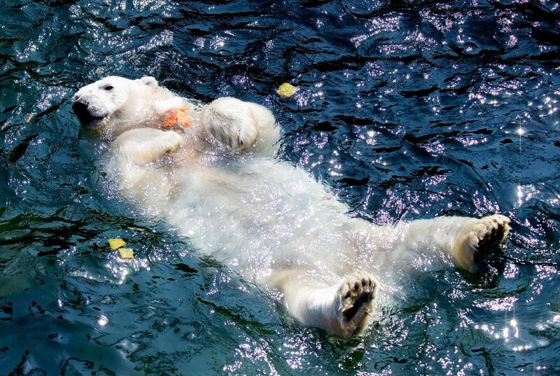 Polar bear "Milana" holds an ice cake with frozen fruit as she takes a bath in her pool at the zoo in Hanover, northern Germany, where temperatures reached around 33 degrees Celsius.  AFP