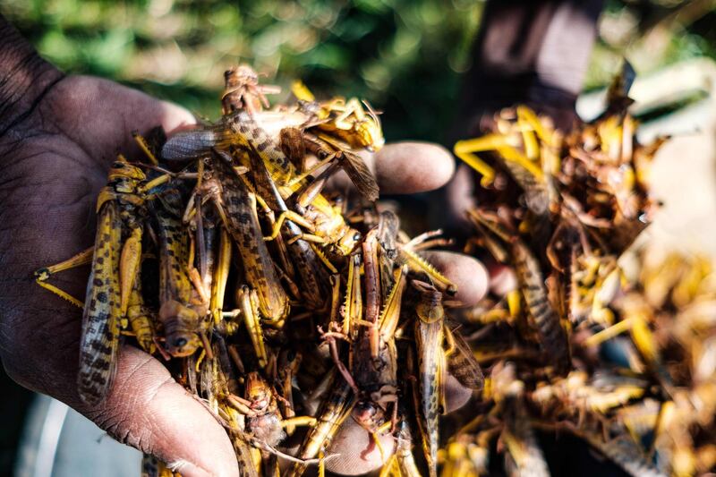A resident holds locusts in their hand in Nakaprit, Uganda. AFP