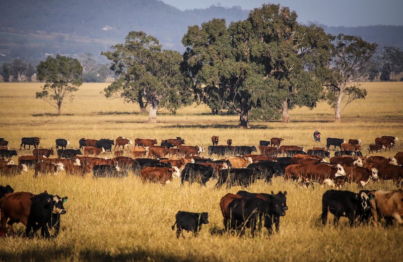 Cows walk through a field during a cattle drive at a farm in Gunnedah, New South Wales, last month. A growing number of Australia's primary producers are mulling the potential for a further tightening of restrictions on Australia's agricultural exports by China. Bloomberg