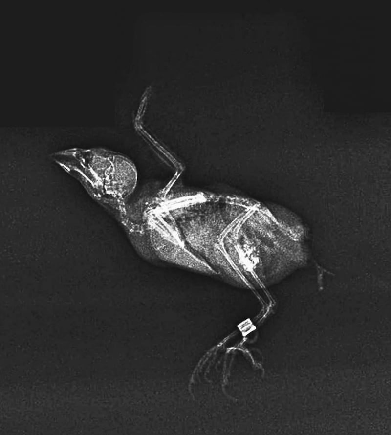 An X-ray of a parrot finch at the zoo. PA