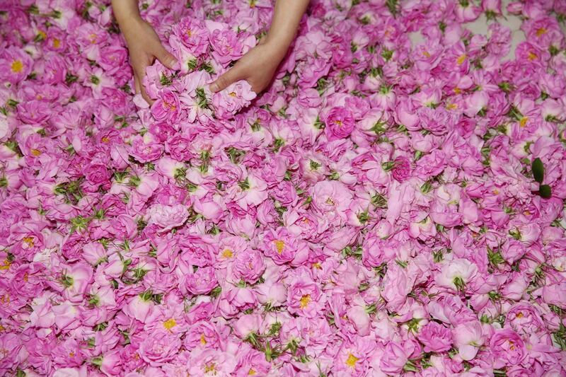 A farmer sorts roses used to make essential oils at a plantation in Haian in China's eastern Jiangsu province.  AFP