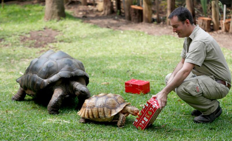 Tortoises are given their presents by Reptile keeper Daniel Saliba at the Adelaide Zoo in Adelaide, Australia.  EPA