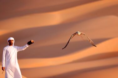 Falcon training in the Liwa desert in the Emirate of Abu Dhabi. AFP