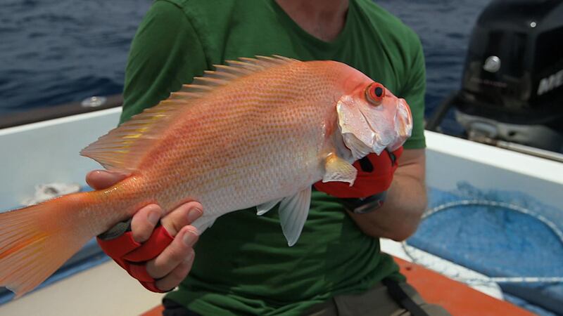 Fish ahoy! Quest Arabiya is looking for the region's best fishermen