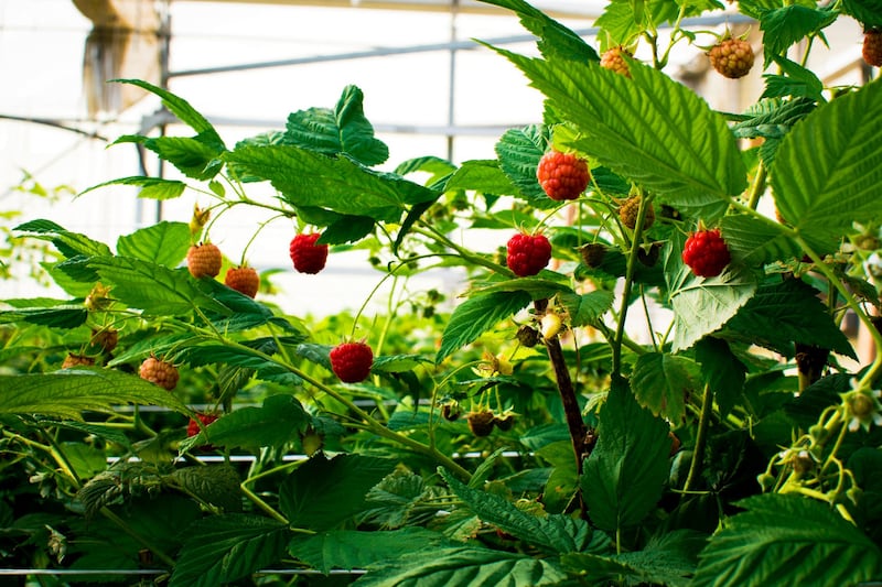 UAE-grown raspberries in the greenhouse in Al Ain. All photos: Elite Agro