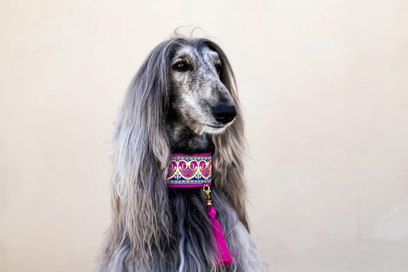 ABU DHABI, UNITED ARAB EMIRATES - JUNE 1 2019.

Vasya the Afghan Hound, is currently being trained by Reading Dogs Abu Dhabi.

Reading Dogs. In order to qualify as a Reading Dog, each dog has to go through a rigorous assessment programme overseen by our dog trainer Denise Vertigen.  All Reading Dogs have also been given a clean bill of health by their local vet.

(Photo by Reem Mohammed/The National)

Reporter: 
Section: NA