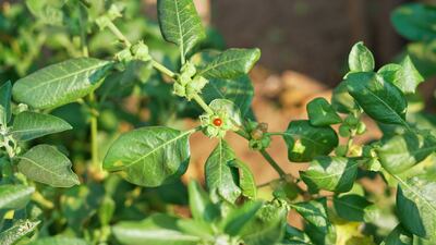 Ashwagandha (Withania somnifera) can enhance physical performance. Getty Images