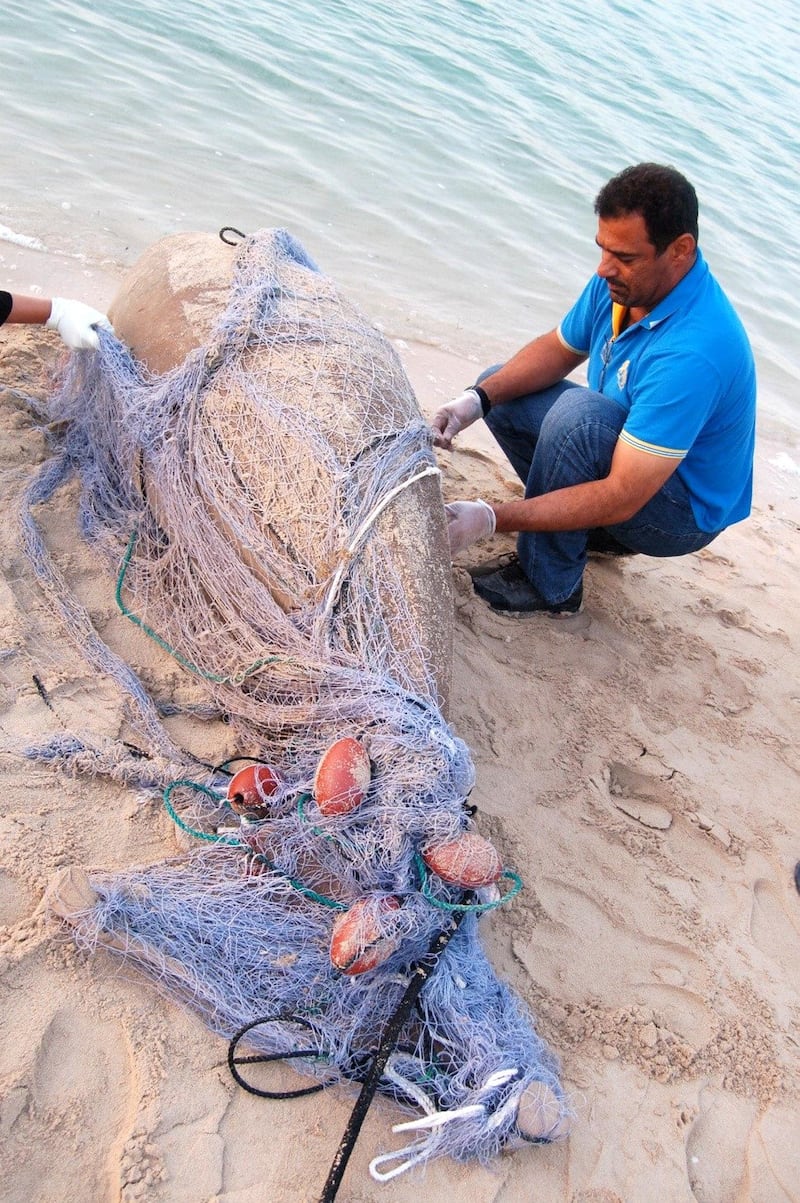 Twenty dugongs were found dead in Abu Dhabi in 2018. Courtesy EAD    