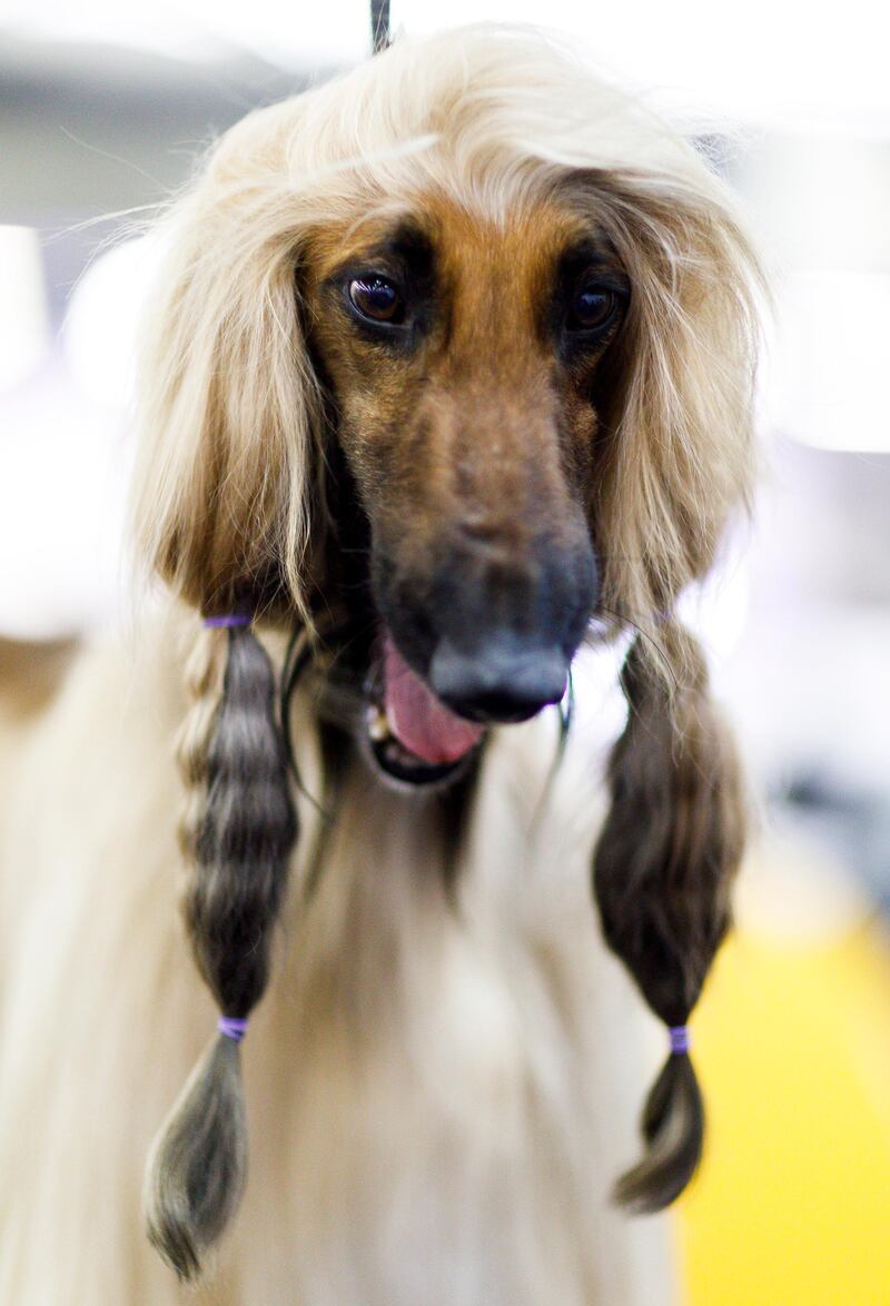 Why the long face? An Afghan Hound named Anton. Photo: EPA