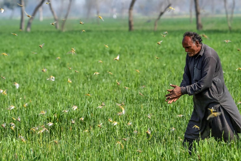 A farmer tries to chase away locusts in Pipli Pahar village in Pakistan's central Punjab province. AFP