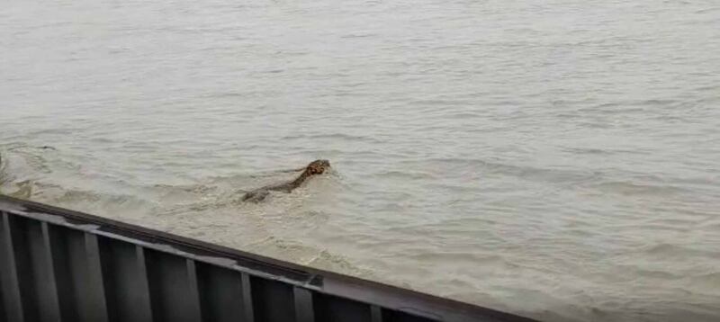 A screengrab from a video shows a tiger trying to cross the Ghaghra river near barrage gates, in India's northern Uttar Pradesh state.  Photo: Akash Deep Badhawan