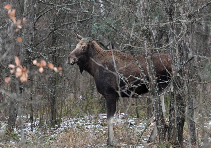 An elk is seen alongside a road from Pripyat to Chernobyl.  AFP
