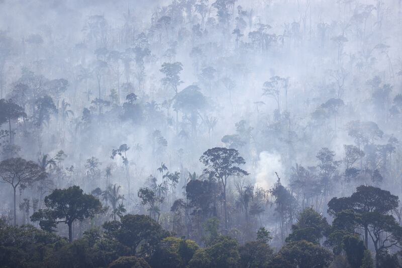 Trees burn in the Amazon rainforest near Humaita, Amazonas state, Brazil. Reuters