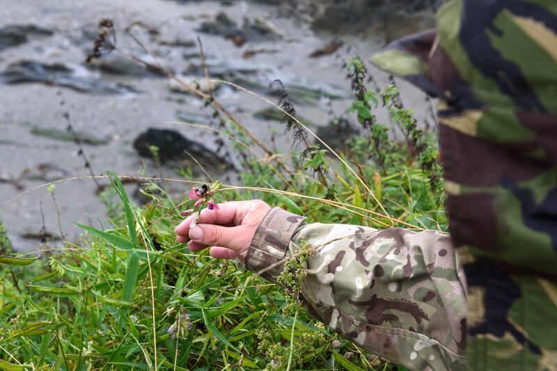 LOOE, CORNWALL, ENGLAND, August 16, 2019. Patrick "Paddy" Saunders picks pea plants that he would later plant for the bees to forage on when they bloom. Polly Stock for The National