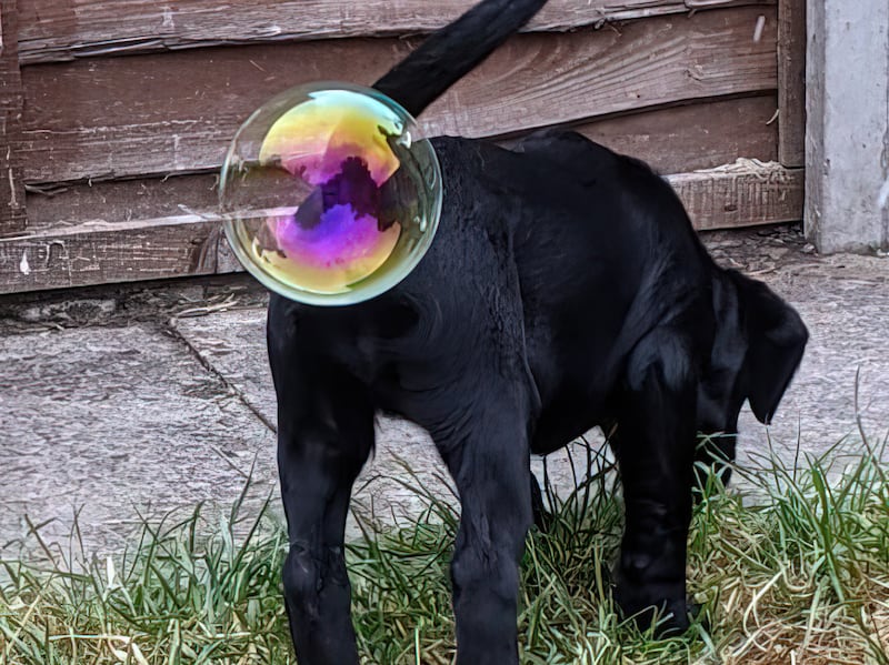 Overall Winner - 'Whizz pop' by Zoe Ross. 'Playing with bubbles in the garden - I think I may have swollen one.'  All photos: Animal Friends Comedy Pet Photo Awards