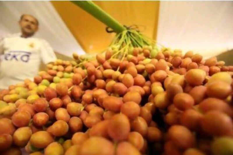 For Emiratis, the fresh dates harvest - from the end of May until September, depending on the variety - is a celebrated event every year.