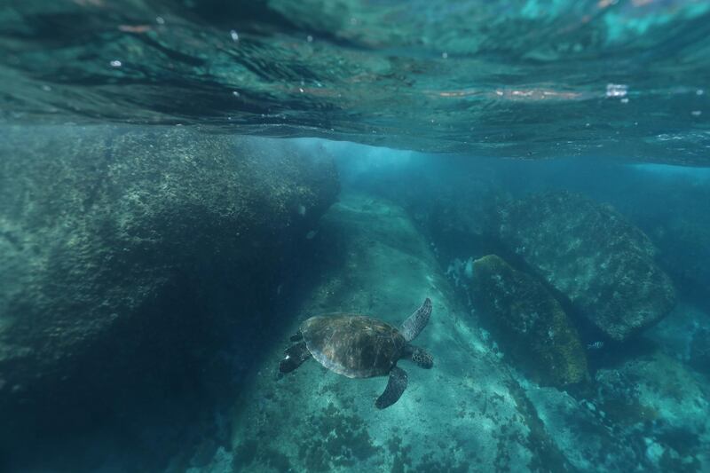 A turtle explores its habitat after an ocean-cleaning operation by Sea Shepherd NGO volunteers to remove rubbish  around Ancora island at Buzios, Rio de Janeiro state, Brazil. Reuters