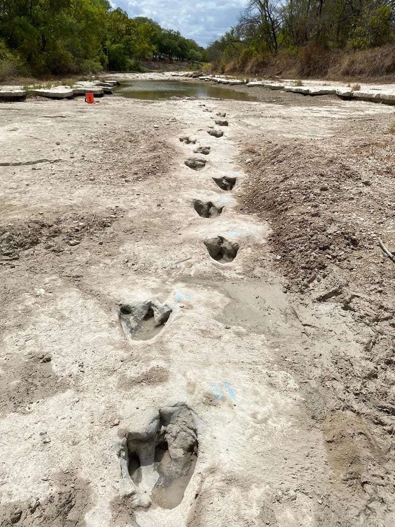 With rain storms expected in the area soon, rangers at Dinosaur Valley State Park believe the tracks may become buried again. AFP