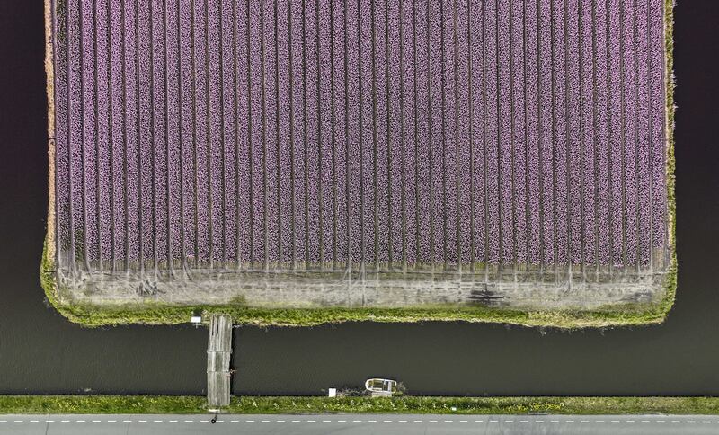 A colourful hyacinth field in Lisse, the Netherlands. EPA 