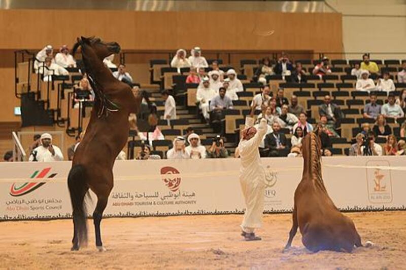 ABU DHABI - UNITED ARAB EMIRATES - 04SEPT2013 -  Ali Al Ameri demonstrate his skills with his horse on the opening day of the Abu Dhabi International Hunting and Equestrain Exhibition 2013 yesterday at Abu Dhabi National Exhibition Centre. Ravindranath K / The National 