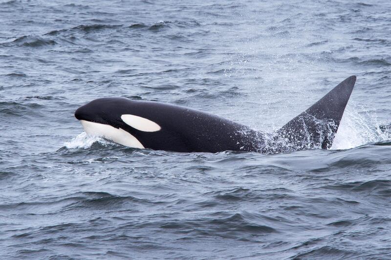 FA4RDB Large bull or male Orca or Killer Whale, surfacing with large, errect dorsal fin showing, Monterey, California, Pacific Ocean