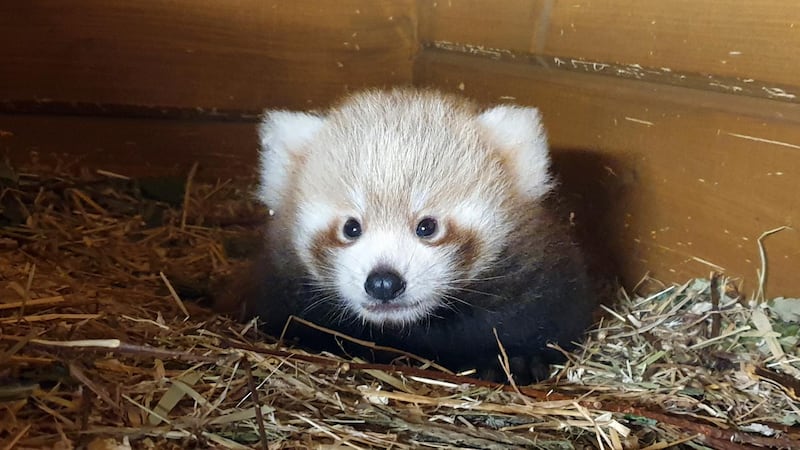 In this photo provided by the Tierpark Zoo in Berlin, shows a red panda cub. The little cub was first discovered on June 6 in its mother's cave only a few months after its parents were brought to the German capital from the Padmaja Naidu Himalayan Zoological Park in India.  AP