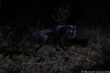 Photographer Will Burrard-Lucas captured the most detailed pictures ever taken of a the rare African black panther. Courtesy @willbl  