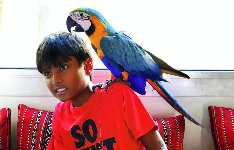 Zyman with his four months old Macaw Elijah at his home in the Living Legends in Dubai on April 22,2021. Pawan Singh / The National. Story by Nick Webster