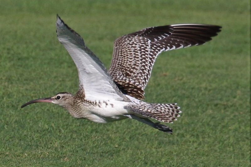 The Steppe Whimbrel has a distinct, pale underwing. Photo: Oscar Campbell