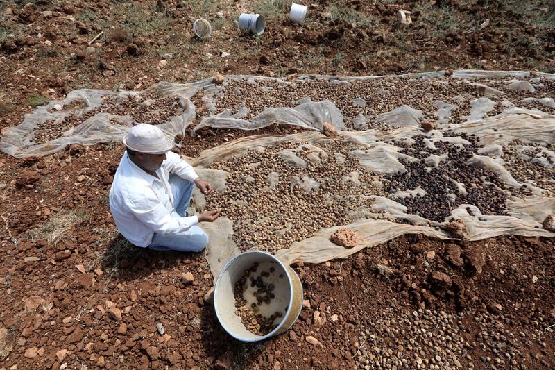 Palestinian farmer Lutfi Hamed dries figs using traditional methods in the West Bank village of Silwad, near Ramallah. EPA