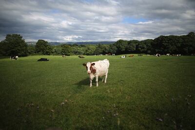 British farmers are deeply opposed to the free trade deal with Australia. Getty Images