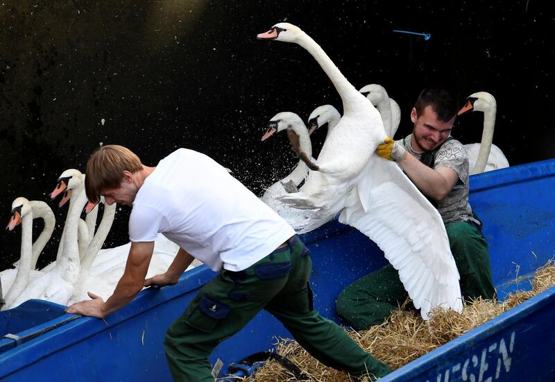 Swans are caught at Hamburg's inner city lake Alster.  Due to hot weather the swans are collected from waterways around the city and taken to where they usually spend the winter. Reuters