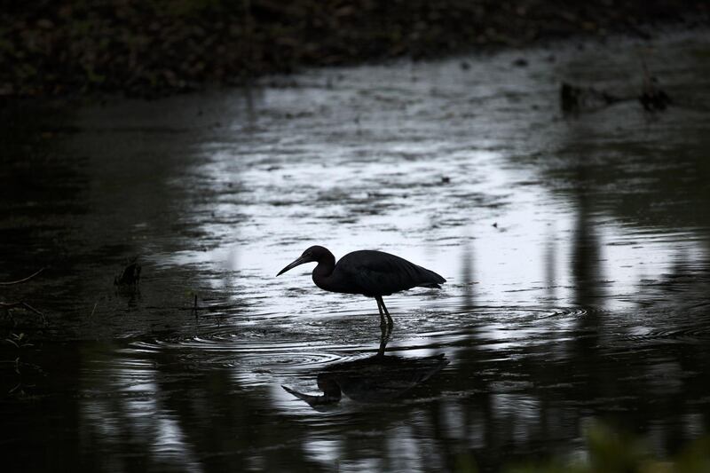 A heron walks through a pond on Avery Island, Louisiana.  AFP