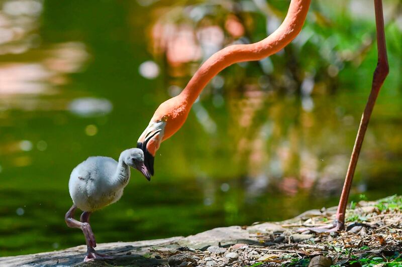 A one-week-old flamingo and its mother are pictured at the Santa Fe Zoo in Medellin, Colombia. AFP