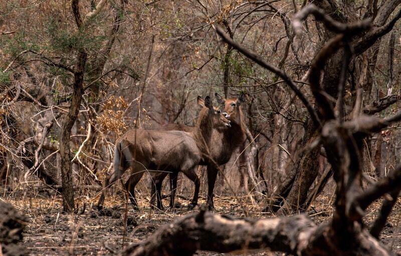 Bushbuck at Dinder National Park in Sudan. AFP