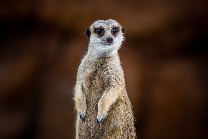 The meerkat is a familiar zoo favourite. AFP