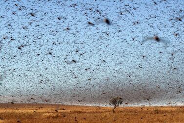 Swarms of locusts have infested 23 countries across East Africa, the Middle East and South Asia. AFP