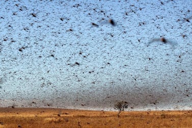Swarms of locusts have infested 23 countries across East Africa, the Middle East and South Asia. AFP
