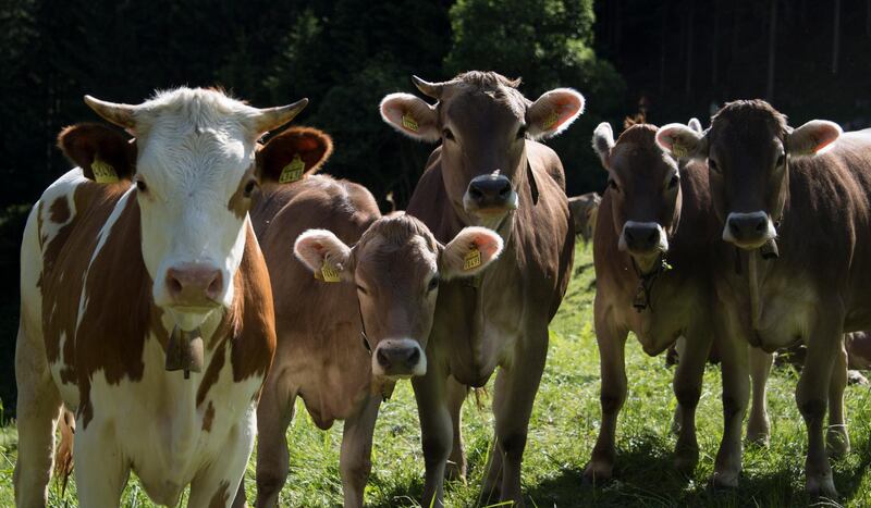 epa06788630 Cows watching the photographer at the start of the Silvretta high alpine road near Partenen, Austria, 06 June 2018. The 22,3 km long road between Partenen and Galtuer is one of the most popular roads of the mountains in Austria.  EPA/DANIEL KOPATSCH